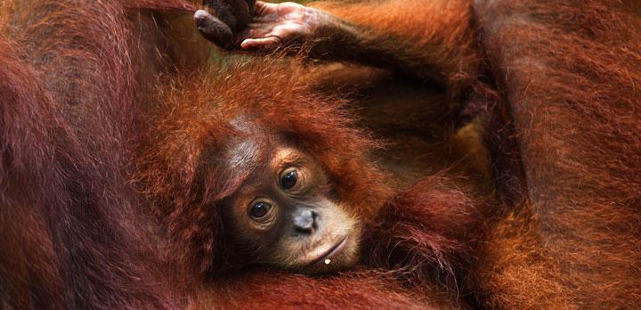 Voyage sur-mesure, Sumatra : nature et culture