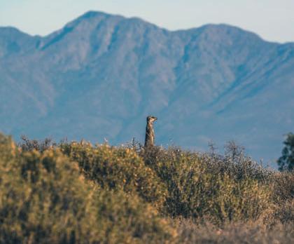 Voyage sur-mesure, L'Afrique du Sud sans traitement: Paysages et animaux sauvages