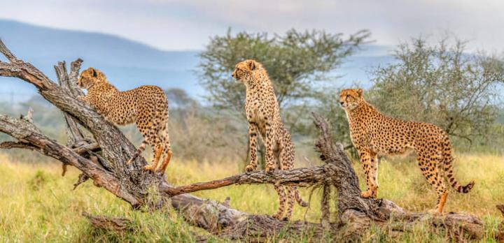 Voyage sur-mesure, Afrique du Sud, safaris à pied et en 4x4 en réserve du Kruger