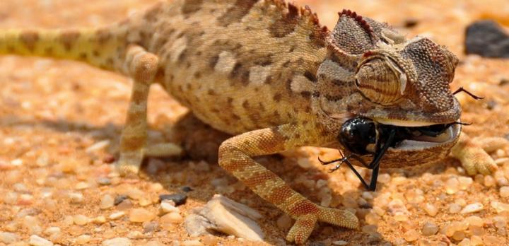 Voyage sur-mesure, Safari, randonnée et désert de Namibie