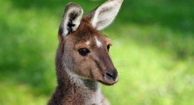 Voyage sur-mesure, La Côte Est de l'Australie en Camping car de Sydney à Cairns en famille