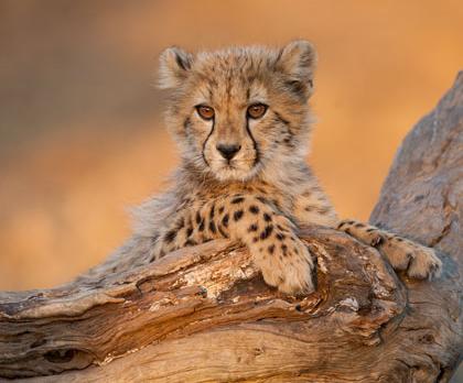 Voyage en famille en Afrique du Sud