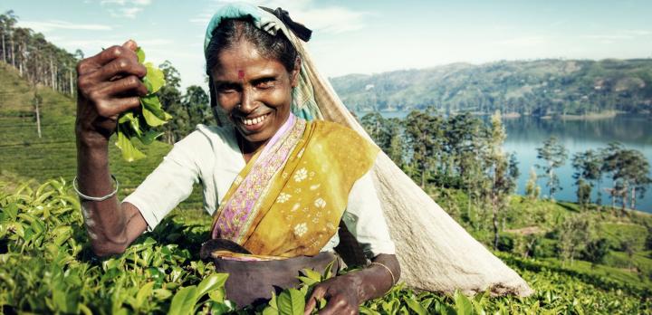 Voyage sur-mesure, Sur la route du thé : Voyage dans l'âme du Sri Lanka