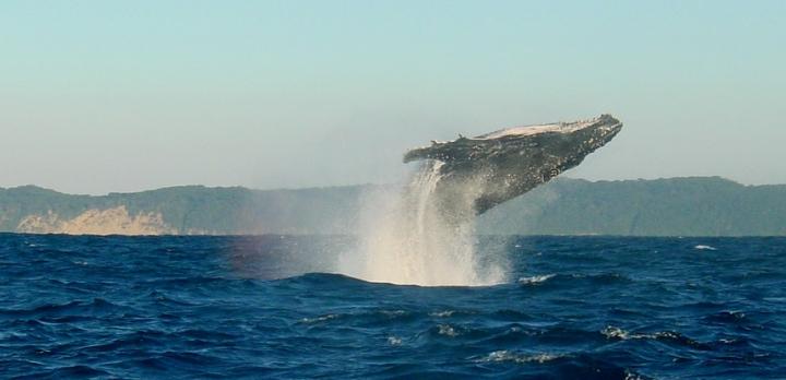 Voyage sur-mesure, Observation des baleines