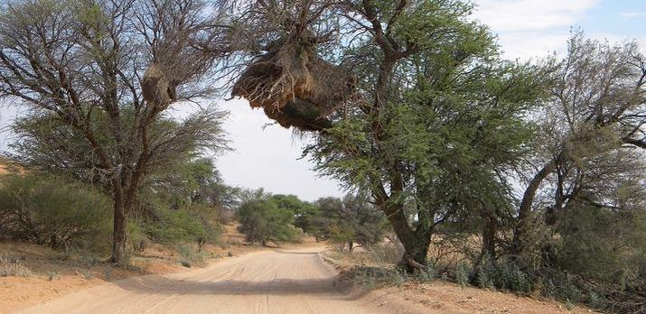 Voyage sur-mesure, L'Afrique du Sud hors sentiers battus : circuit du Namaqualand au Kgalagadi