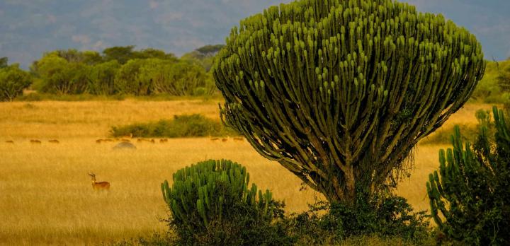 Voyage sur-mesure, L'essentiel de l'Ouganda: Safaris, Rencontres avec les Gorilles et Chimpanzés