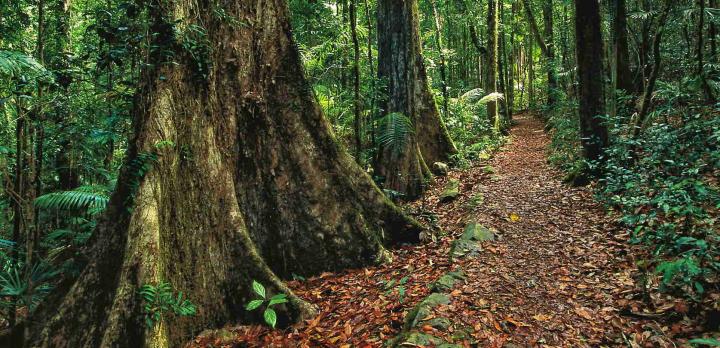 Voyage sur-mesure, L'Australie de Brisbane à Cairns et Fraser Island