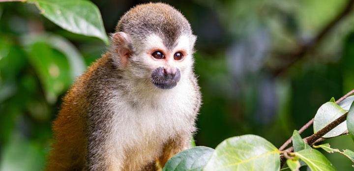 Voyage sur-mesure, Autotour Costa Rica : découvrez les richesses naturelles du pays