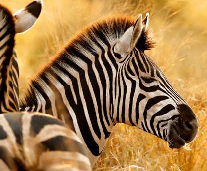 Voyage sur-mesure, Voyage de noces en Afrique du Sud