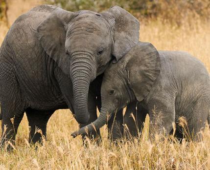 Voyage sur-mesure, L'essentiel des Parcs de Tanzanie du Sud