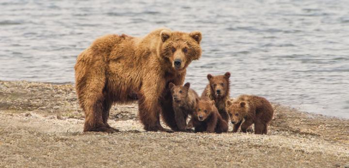 Voyage sur-mesure, Road trip dans le grand Nord : Destination Yukon !