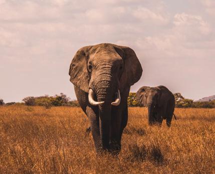 Voyage sur-mesure, L'essentiel des parcs de Tanzanie en safari