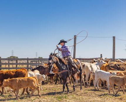 Voyage sur-mesure, Découverte du Texas et sa culture