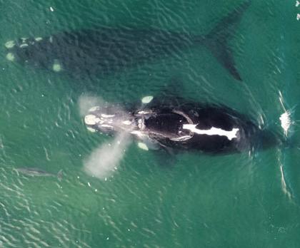 Voyage sur-mesure, Observation respectueuse des baleines en Afrique du Sud