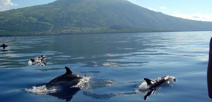 Voyage sur-mesure, Sao Miguel et les autres îles : Faial, Pico et Sao Jorge