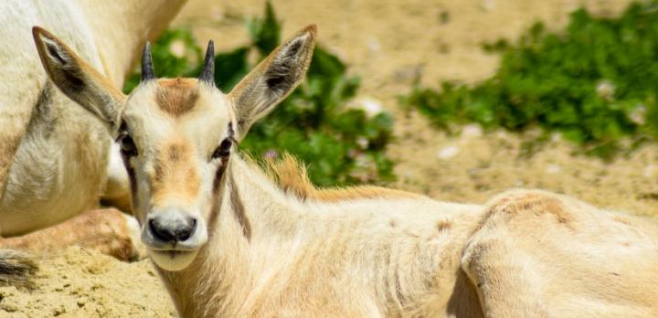 Voyage sur-mesure, Un voyage en famille en Namibie