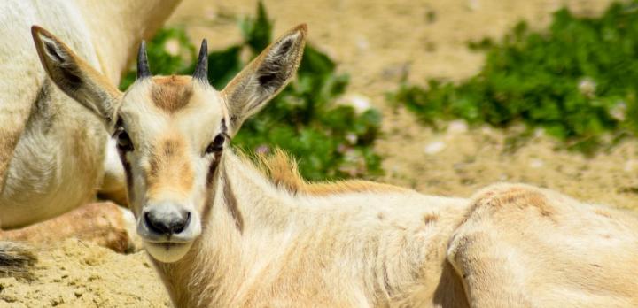 Voyage sur-mesure, Un voyage fascinant avec votre enfant en Namibie...