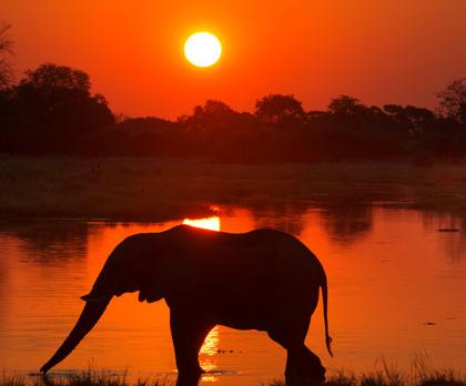 Safari en famille au Botswana et aux chutes Victoria