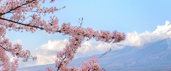 Japon