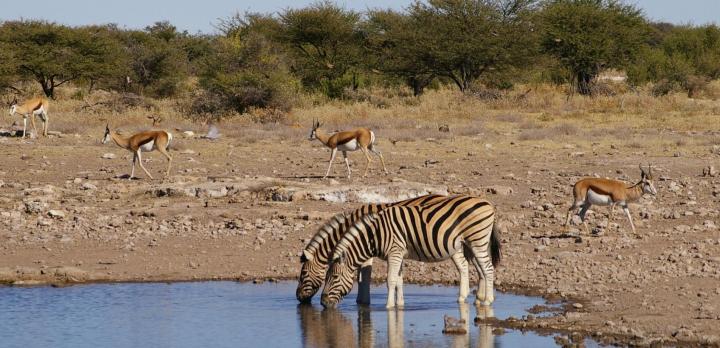 Voyage sur-mesure, Safari