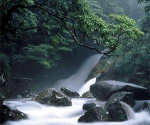 Voyage sur-mesure, Ile de Yakushima