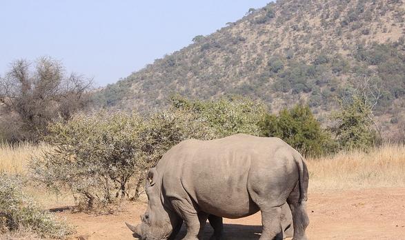 Voyage sur-mesure, Pilanesberg National Park