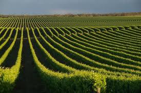 Voyage sur-mesure, Coonawarra