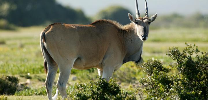 Voyage sur-mesure, De Hoop Nature Reserve