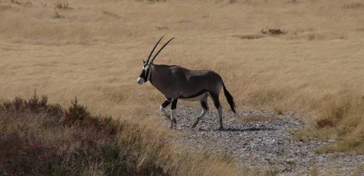 Voyage sur-mesure, Parc National de Bontebok