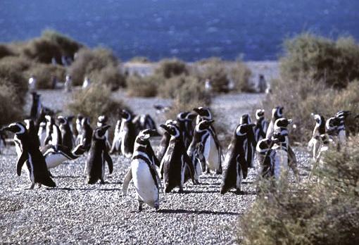 Voyage sur-mesure, Punta Tombo