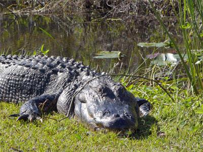 Voyage sur-mesure, Parc National des Everglades