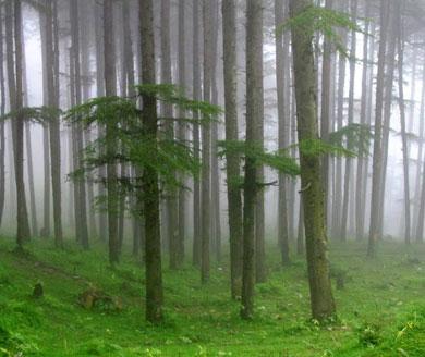 Voyage sur-mesure, Shimla