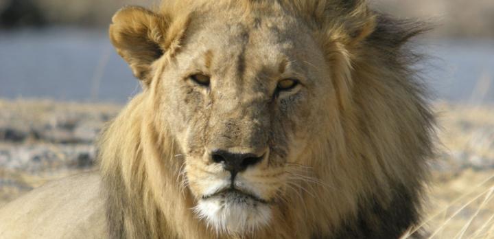 Voyage sur-mesure, A la frontière d'Etosha et du Damaraland