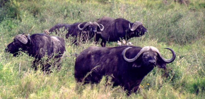 Voyage sur-mesure, Bande de Caprivi