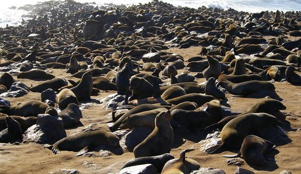 Voyage sur-mesure, Cape Cross