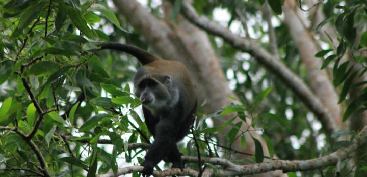 Voyage sur-mesure, forêt tropicale de Jozani