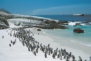 Voyage sur-mesure, Boulders Beach