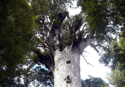 Voyage sur-mesure, Waipoua Forest Park