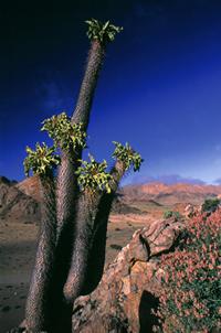 Voyage sur-mesure, Parc National de Richtersveld