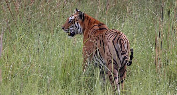 Voyage sur-mesure, Parc National Bardia