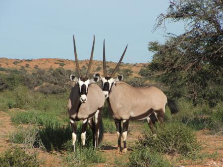 Voyage sur-mesure, Parc National du Kgalagadi