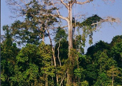 Voyage sur-mesure, Amazonie