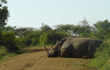 Voyage sur-mesure, Parc Hluhluwe-Umfolozi