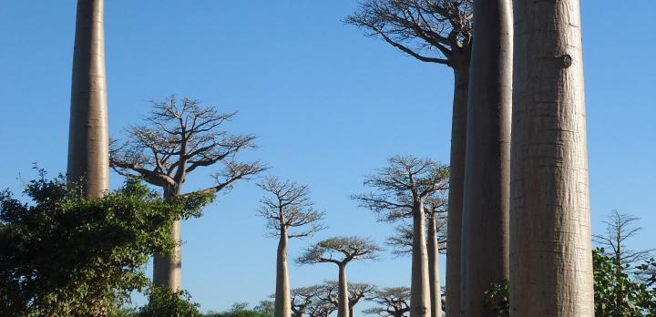 Voyage sur-mesure, Morondava