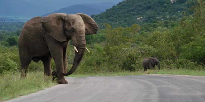 Voyage sur-mesure, Parc National Kruger