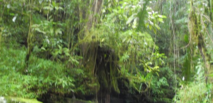 Voyage sur-mesure, Parc national de Ranomafana