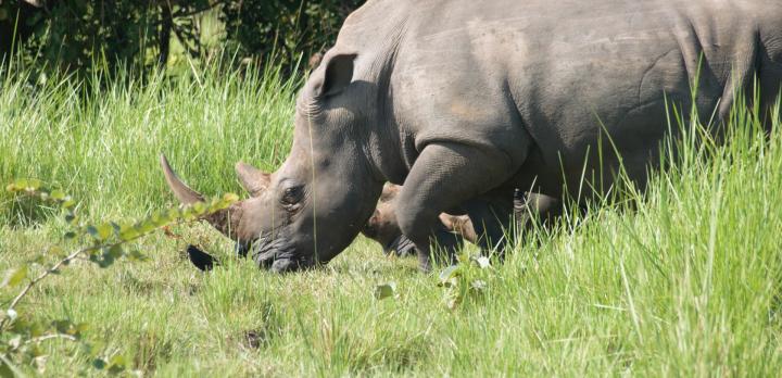 Voyage sur-mesure, Sanctuaire de Ziwa