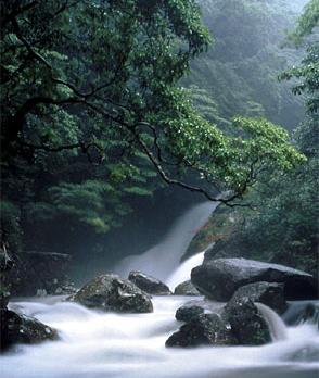 Voyage sur-mesure, Yakushima
