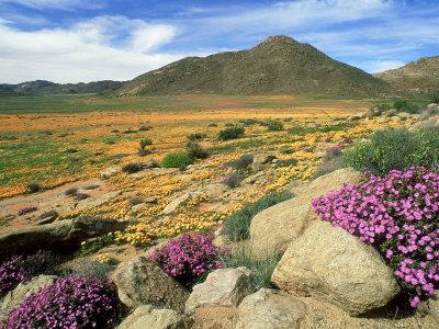 Voyage sur-mesure, Parc National du Namaqualand