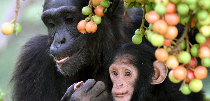 Voyage sur-mesure, Parc National de Kibale